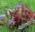 Альтернантера Рейнека Лиловая In-Vitro, (меристемное растение), ф60х40 мм