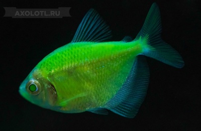 Тернеция (GloFish) Зеленая Светящаяся